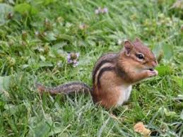 — bunkhouse butch (@andycomplains) june 16, 2021. Chipmunks Are So Cute Nature Guys