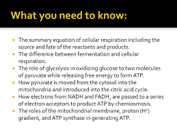 What are the reactants in the equation for cellular respiration? Warm Up Write Out The Chemical Equation For Cellular Respiration Ppt Download