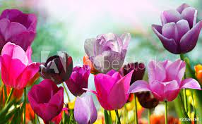 To inspire and give you ideas, here are photos of house beautiful's favorite garden. Beautiful Spring Flowers Tulips Foto Poster Wandbilder Bei Europosters