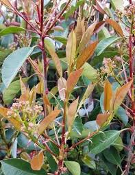 Image result for Photinia serrulata