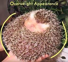Healthy Hedgehog Weight Hedgehog Diet Hedgehog Care Hedgehog