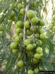 Gooseberry bushes are easy to grow, produce a large amount of fruit for their size and will tolerate partial shade conditions. Amla Phyllanthus Emblica