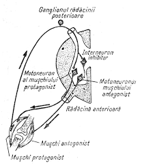 Perspective sistemul nervos supercomputerul corpului uman secom ro. Introducere In Fiziologia Sistemului Nervos