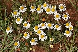 Image result for Felicia muricata