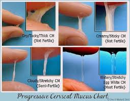 80 Best Nfp Images In 2019 Family Planning Cervical Mucus