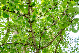 'goldspire' will typically grow 40' to 50' tall with a dense, narrow, columnar form. Ginkgo Biloba Tree Care And Growing Guide