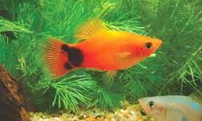 Beragam Jenis Ikan Platy Lengkap Dengan Gambarnya