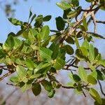 Image result for Ficus laurifolia