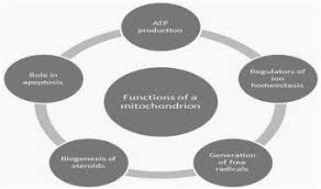 They help turn the energy we take from food into energy that the cell can use. Mitochondrion Features Functions And Comparative Analysis Of Specific Probes In Detecting Sperm Cell Damages Sciencedirect