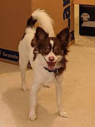 Read breed information about all papillon mixes & breeds. Hudson Is A Papillon Chihuahua Mix And I Just Brought Him Home From The Shelter Papillon