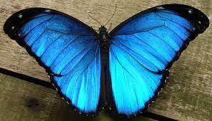 Mariposa Morfo Azul Significado Caracteristicas Dato Interesante Y Mas