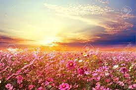 Field of flowers sunset is a 2048x1365 hd wallpaper picture for your desktop, tablet or smartphone. Landscape Nature Background Of Beautiful Pink And Red Cosmos Flower Field With Sunset Vintage Color Tone Stock Photo Picture And Royalty Free Image Image 60643517