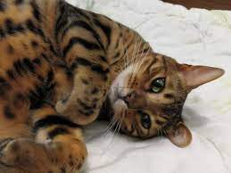 دوبيزل أبوظبي قطط bengol cats pets cats adoption