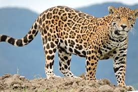 Gorgeous Looking Jaguar Jaguar Animal Amazon Animals Animals Wild