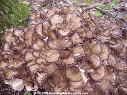 Nepa mushroom hunters, profile picture. Hen Of The Woods Maitake Or Sheepshead Mushroom Grifola Frondosa Americanmushrooms Com