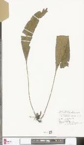 Image result for Elaphoglossum chevalieri