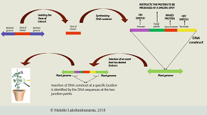 Genetically Modified Plants The Ip And Regulatory Concerns In India Springerlink