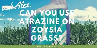 We did not find results for: Can You Use Atrazine On Zoysia Grass Cg Lawn
