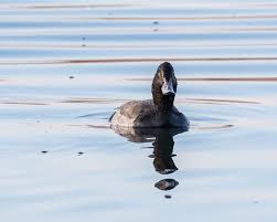 Sie ist nahezu zirkumpolar in der nadelwaldzone und teilweise auch in der subarktischen strauchtundra vertreten und damit das. Bergente Reiherente Auf Dem Seerhein Foto Bild Tiere Wildlife Wild Lebende Vogel Bilder Auf Fotocommunity