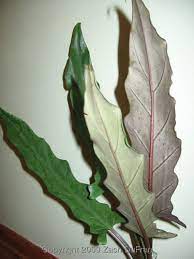 The veins, however, are narrower than those on polly plants. The Variegated Thumb Plant Find Alocasia Lauterbachiana