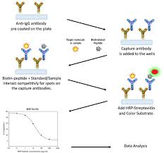 Elisa Protocols Sandwich Elisa Protocol More Types Sigma Aldrich