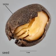 Image result for Kirkiaceae