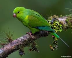 Sangihe, north of sulawesi, indonesia. All Species Sorted By English Names Encyclopedia Of Parrots