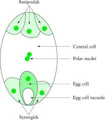 The posters are great for display or reference, the centers make a fun practice for labeling the parts of an egg and stages of egg development, a Draw A Diagram Of A Mature Embryo Sac Of An Angiosperm And Label The Following Parts In It I Filiform Apparatus Ii Synergids Iii Central Cell Iv Egg Cell V Polar Nuclei Vi Antipodals