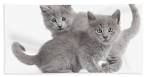 Nebelung Young Female Kittens Cats Herndon VA ...