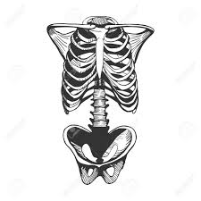 Check spelling or type a new query. Vector Illustration Of A Human Ribcage Spine And Hipbones Torso Bones Hand Drawn Vintage Engraving Style Royalty Free Cliparts Vectors And Stock Illustration Image 109639846