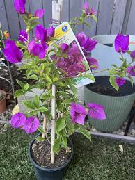 Image result for Bougainvillea
