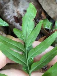 Image result for Lindsaea ensifolia