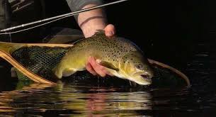 In the spring and fall, the best time to catch trout is going to be right around dusk when all those bugs are flying around your face. Trout Fishing 101 Trout Fishing Tips For Any Angler