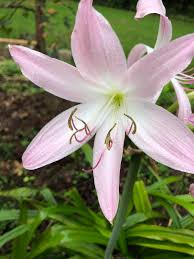 Lily leaves have parallel veins along the length of the leaves, while other plants usually have veins that branch out from a single source on the leaves. Crinum Cape Lily Crinum Lily Spider Lily Swamp Lily North Carolina Extension Gardener Plant Toolbox