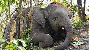Death of 18 Elephants by Lightning: Unearthing a Web Of Lies and Deceit