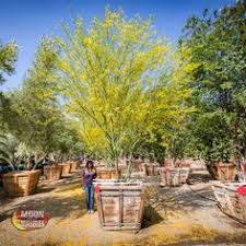 They were very small when i planted last august. 17 Desert Trees Moon Valley Nurseries Ideas Desert Trees Valley Nursery Desert Landscaping