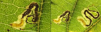 Image result for Stigmella roborella