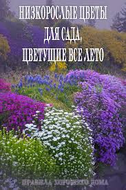 какие цветы посадить на даче чтобы цвели все лето Nizkoroslye Cvety Dlya Sada Cvetushie Vse Leto Gardening Tips Plants Garden Tools