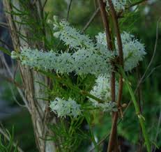 Image result for Asparagus racemosus
