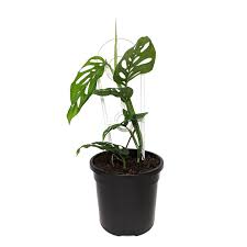 130mm Swiss Cheese Plant Monstera Adansonii Bunnings Warehouse Cheese Plant Swiss Cheese Plant Growing Plants Indoors