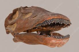 Maybe you would like to learn more about one of these? Apatosaurus Louisae Keyword Search Science Photo Library