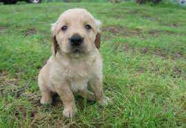 Golden retriever puppies for adoption and rehoming. Golden Retriever Puppy For Sale Adoption Rescue For Sale In Knoxville Arkansas Classified Americanlisted Com