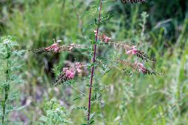 Image result for Riocreuxia torulosa