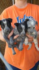 Find female border collies for sale in pueblo, co on oodle classifieds. Blue Heeler Puppies For Sale In Pueblo Colorado Classified Americanlisted Com