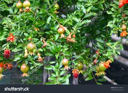 Image result for Punicaceae