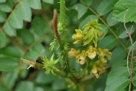 Image result for Guilandina bonduc