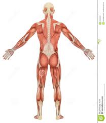 Anatomy back 3d anatomy muscle anatomy anatomy study human anatomy body reference anatomy reference body training model body. Male Muscular Anatomy Rear View Stock Illustration Illustration Of Triceps Detail 20996300