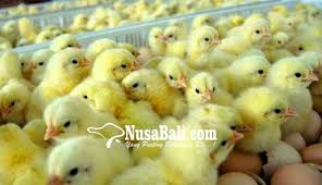 We did not find results for: Nusabali Com Dua Kelompok Peternak Dibantu Bibit Ayam Petelur Senilai Rp 3 9 M