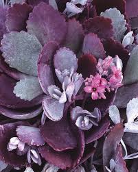 Silver Gray Kalanchoe Pumila Planting Succulents Plants Succulents