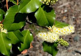 Image result for Cassinopsis ilicifolia